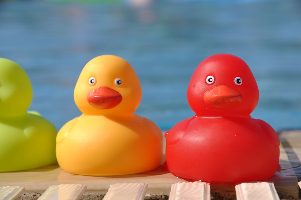 ducks by pool for radio play article