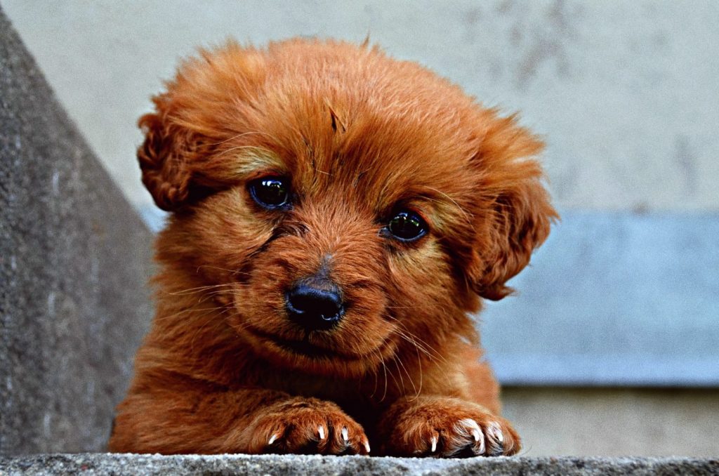 Cute puppy for pets consultation article